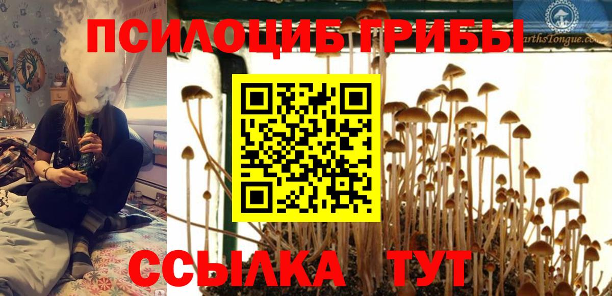 Псилоцибиновые грибы Psilocybe Великие Луки
